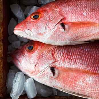 Fresh Red Snapper